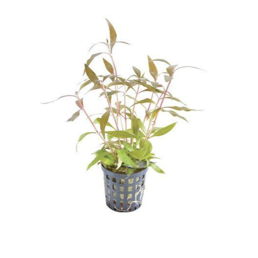Alternanthera Rosaefolia Mini PC Aquafleur
