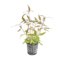 Alternanthera Rosaefolia Mini PC Aquafleur