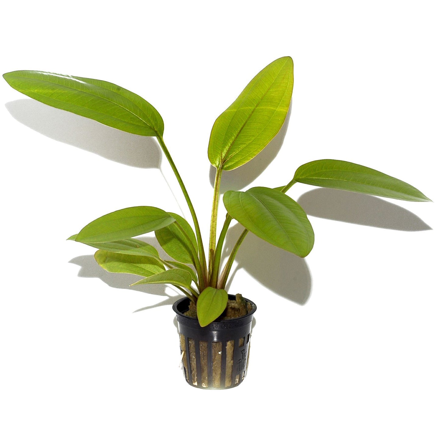 Echinodorus cordifolius "Marble Queen" AQUADIP