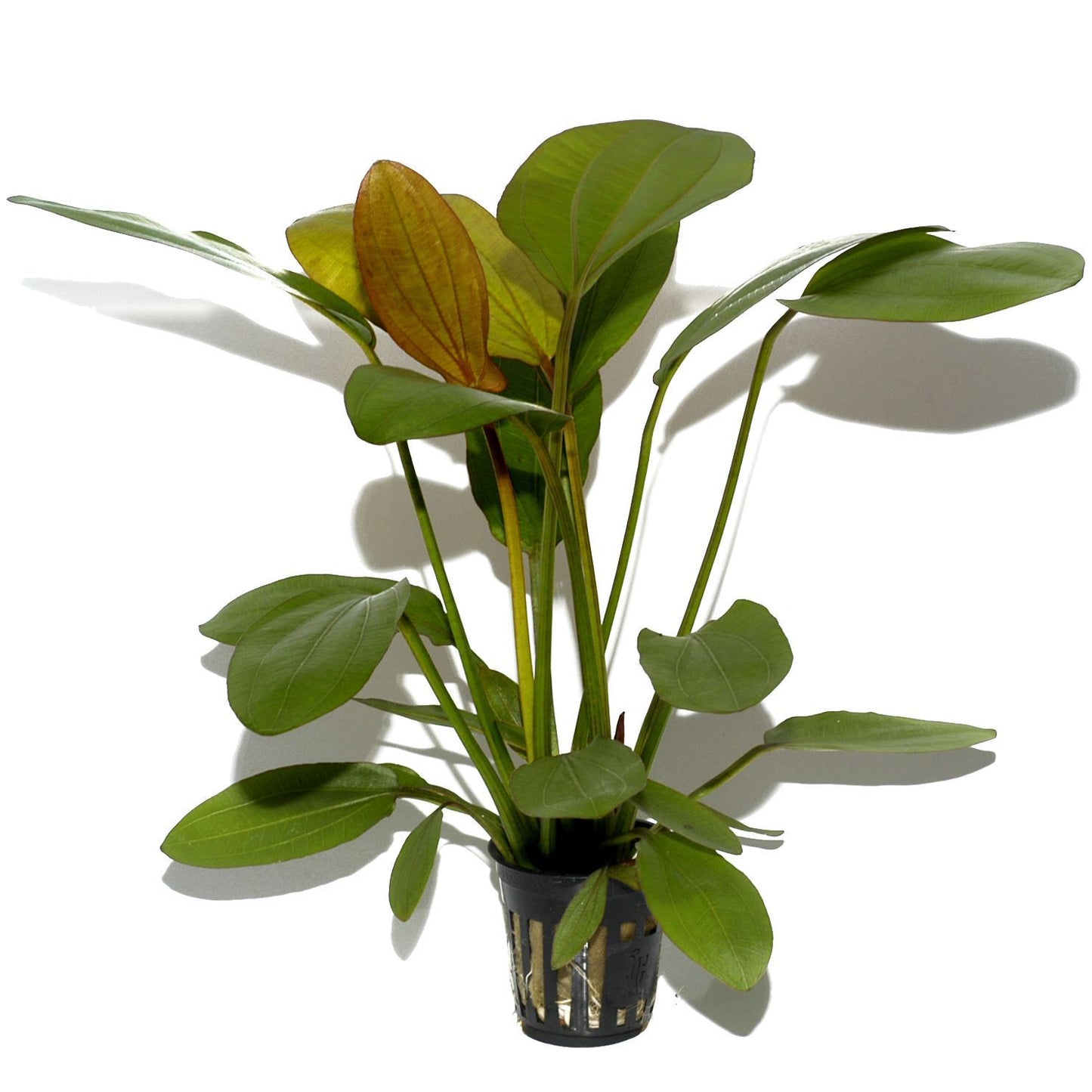 Echinodorus barthii AQUADIP
