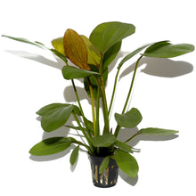 Echinodorus barthii AQUADIP
