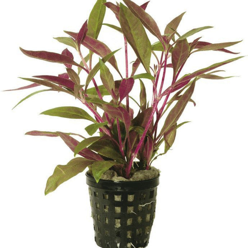 Alternanthera Rosaefolia AQUADIP