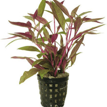 Alternanthera Rosaefolia AQUADIP