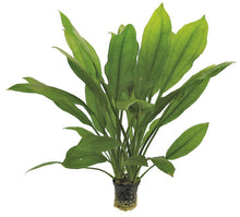 Echinodorus bleheri PC Aquafleur