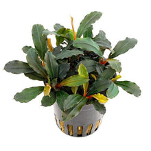 Bucephalandra Lamandau AQUADIP