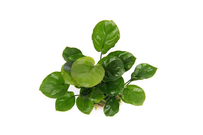 Anubias Coin Leaf AQUADIP