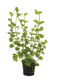 Lysimachia nummularia aurea PC Aquafleur