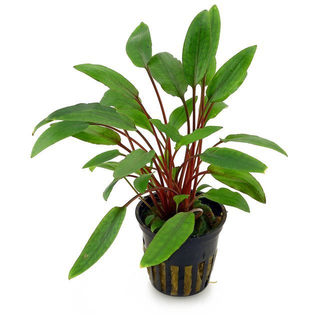 Cryptocoryne petchii AQUADIP