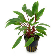 Cryptocoryne petchii AQUADIP