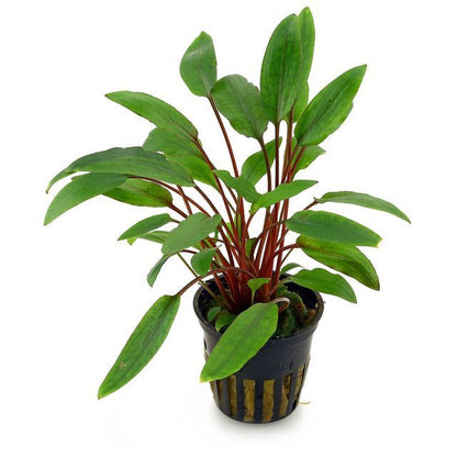 Cryptocoryne petchii AQUADIP