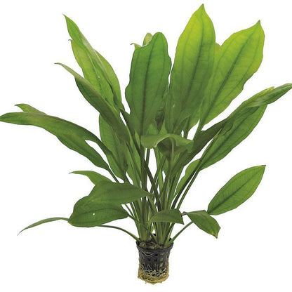 Echinodorus bleheri AQUADIP