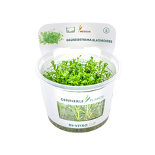 Dennerle Glossostigma elatinoides Plant-It