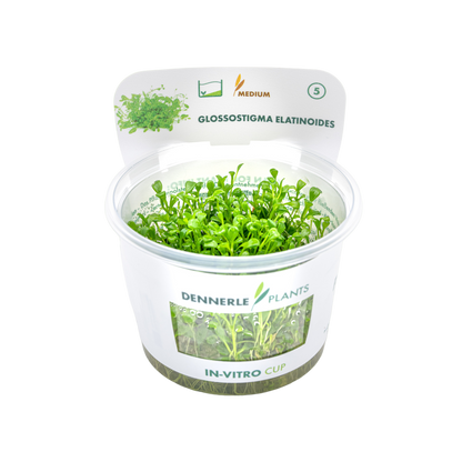 Dennerle Glossostigma elatinoides Plant-It
