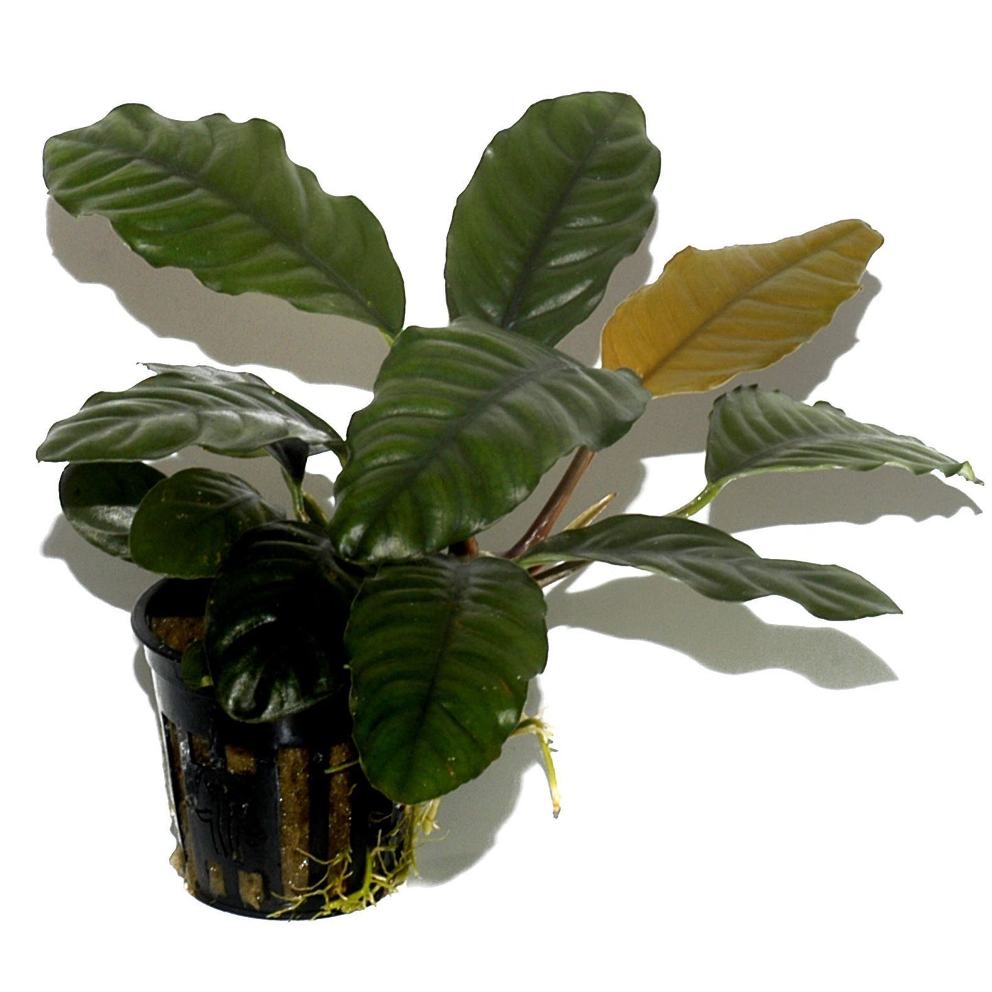 Anubias Caffeefolia AQUADIP