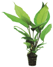 Anubias heterophylla Aquafleur