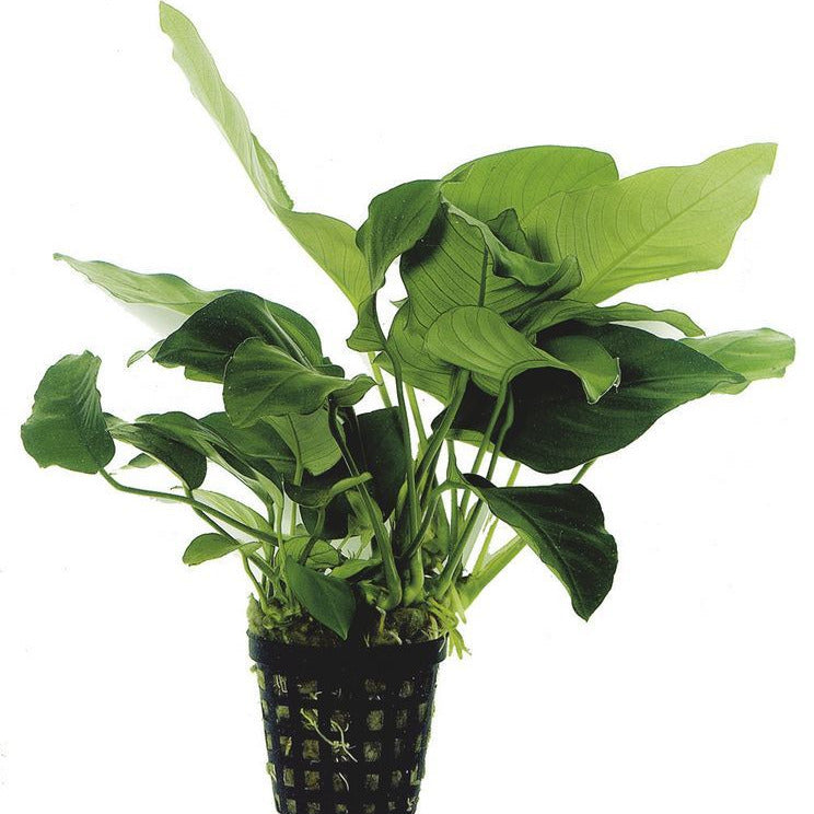 Anubias nana AQUADIP
