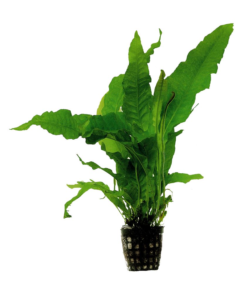 Microsorum pteropus Latifolia Aquafleur Java Fern Live Aquarium Plants ...