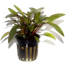 Cryptocoryne beckettii AQUADIP
