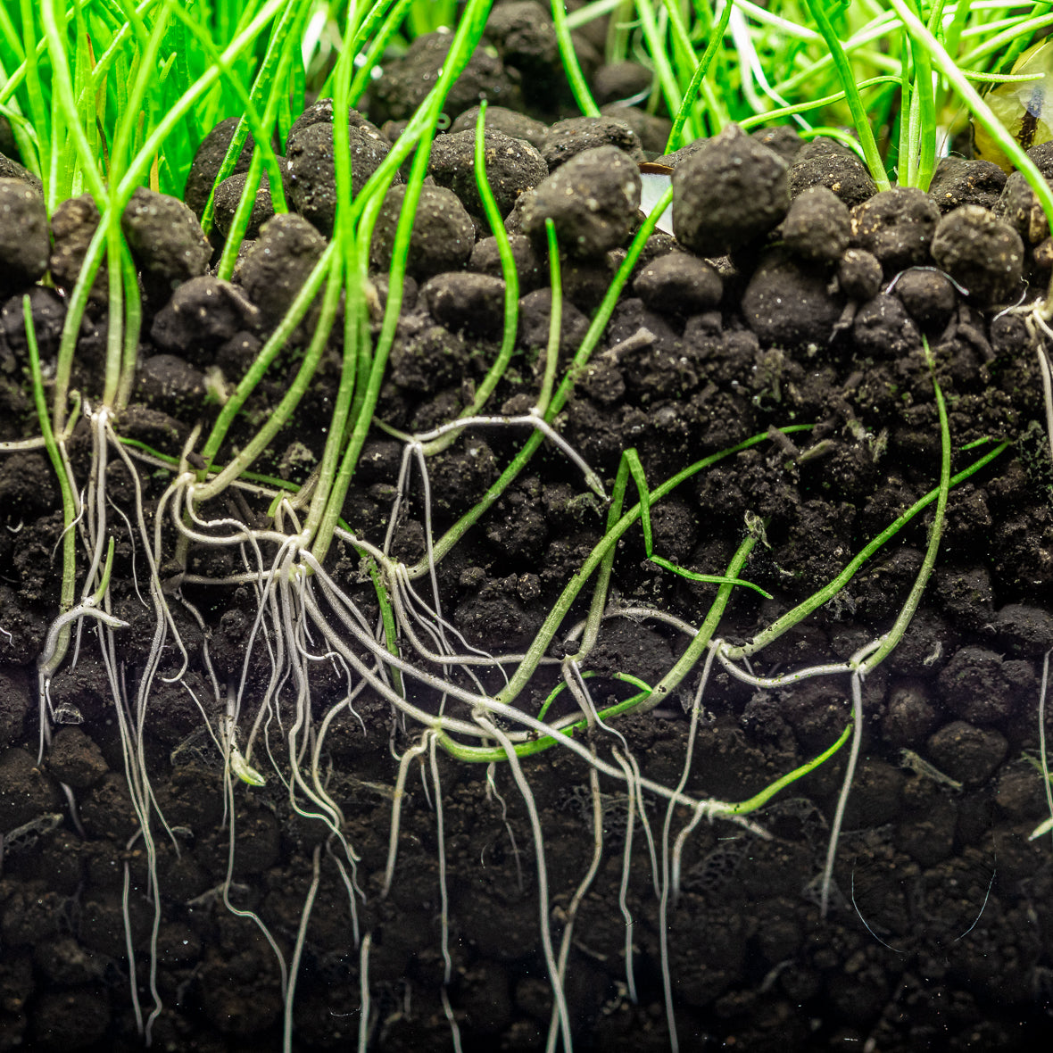 Dennerle Plants Soil