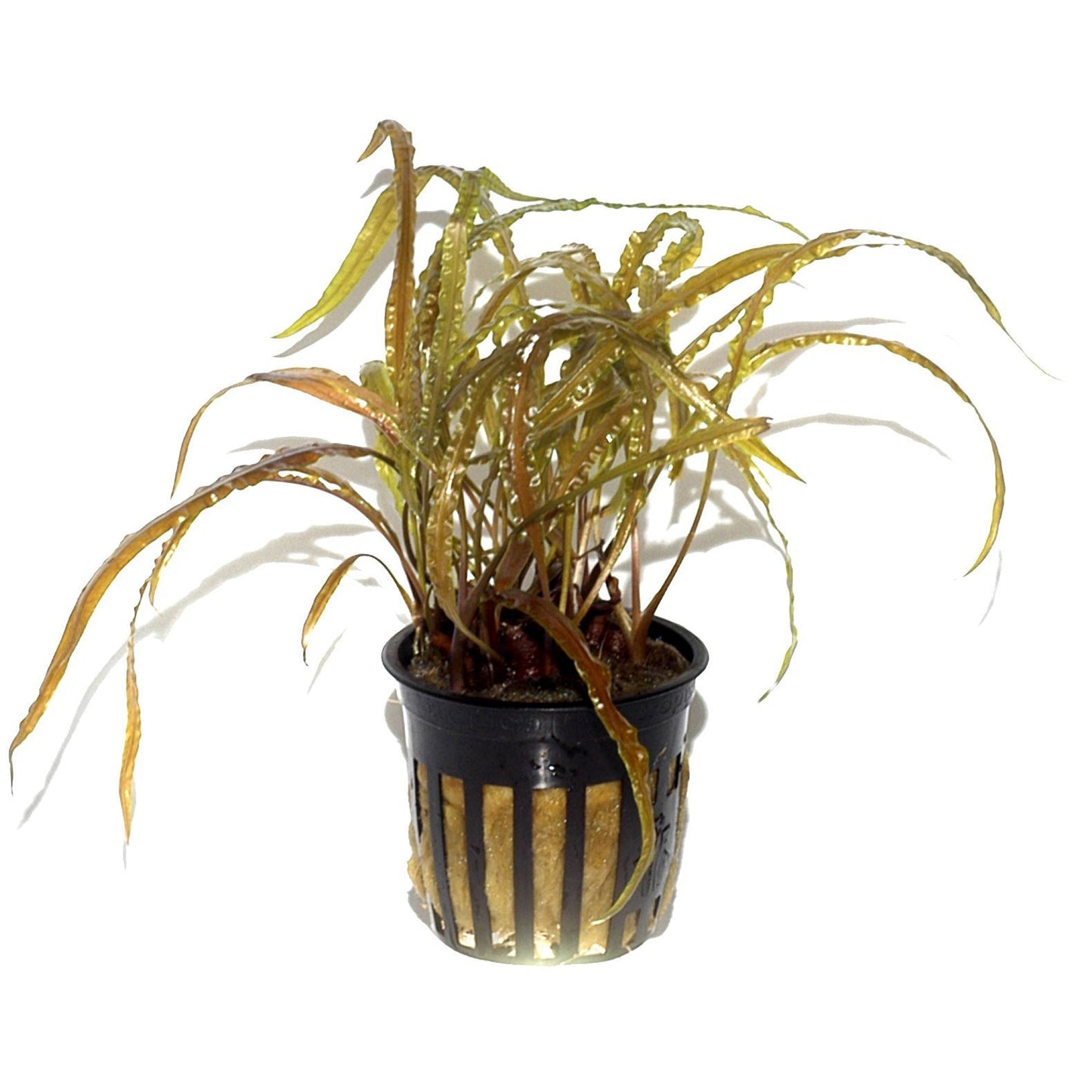 Cryptocoryne balansae AQUADIP