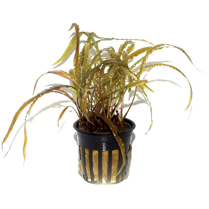 Cryptocoryne balansae AQUADIP