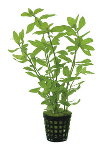 Hygrophila rosae australis PC Aquafleur