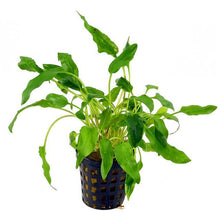 Cryptocoryne walkerii AQUADIP