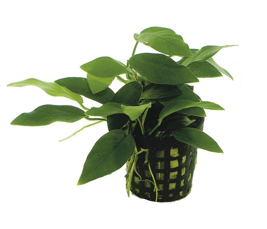 Anubias nana Bonzai Aquafleur