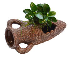 Deco Amphora Anubias Aquafleur