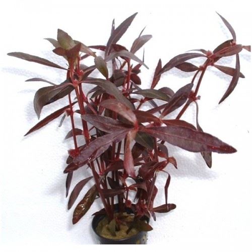Alternanthera sessilis AQUADIP