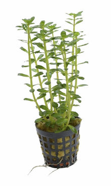 Rotala Indica PC Aquafleur