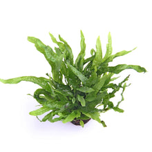 Microsorum pteropus Mini AQUADIP