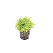 Pogostemon helferi PC Aquafleur