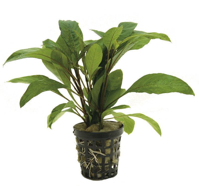 Hygrophila Guanensis PC Aquafleur
