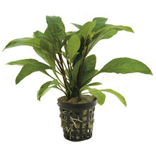 Hygrophila Guanensis PC Aquafleur