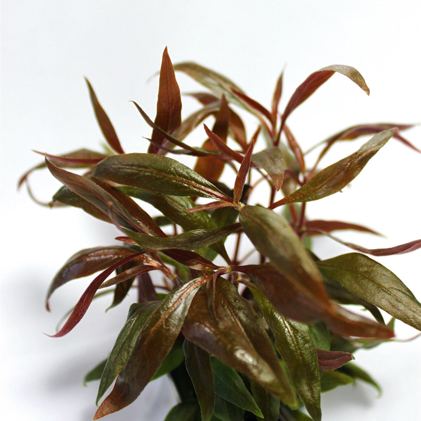 Alternanthera reineckii AQUADIP
