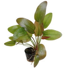Echinodorus Regine Hilderbrandt AQUADIP
