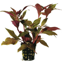 Alternanthera Cardinalis AQUADIP