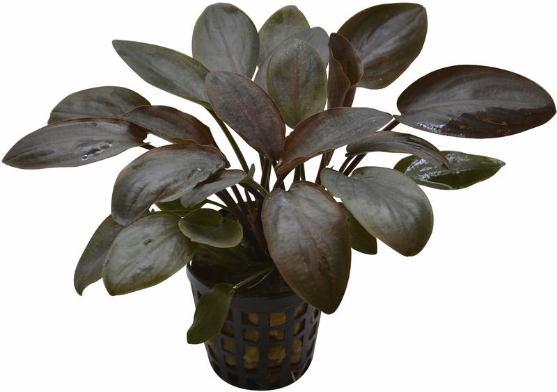 Lagenandra meeboldii Red PC Aquafleur