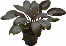 Lagenandra meeboldii Red PC Aquafleur