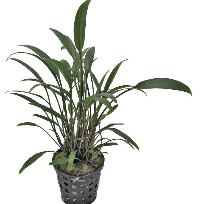 Cryptocoryne Amicorum PC Aquafleur