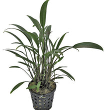 Cryptocoryne Amicorum PC Aquafleur