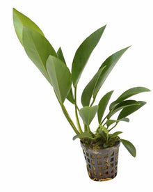 Anubias Congensis AQUADIP