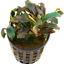Bucephalandra Theia Red AQUADIP