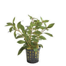 Ludwigia glandulosa PC Aquafleur