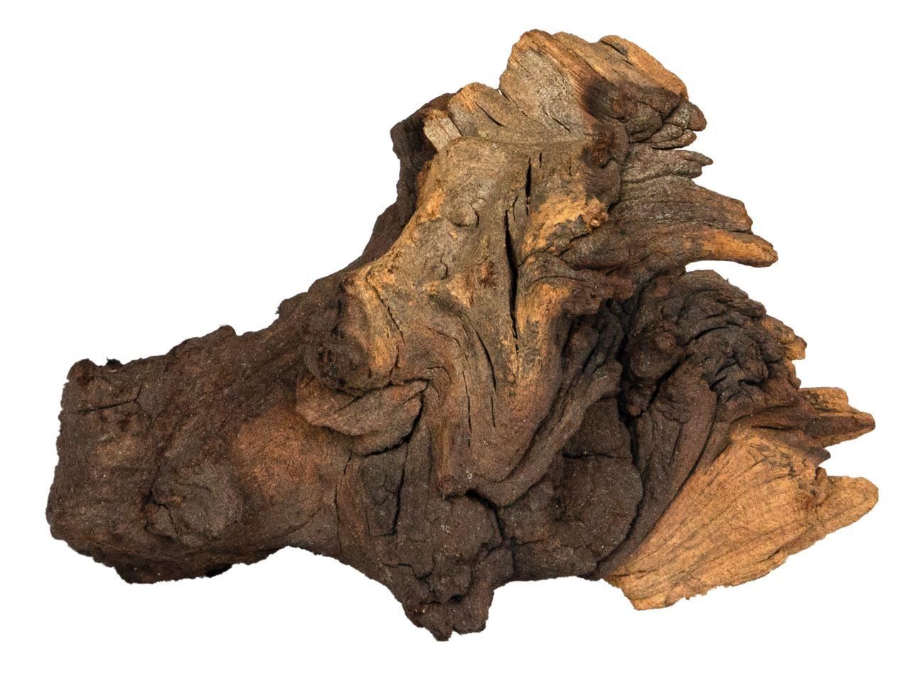 Corbo Catfish Root