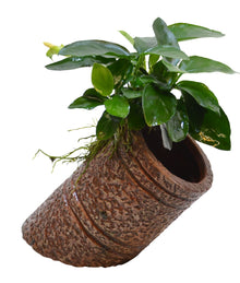 Deco Pipe Anubias Aquafleur