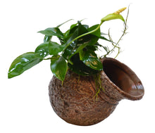 Deco Pot Anubias Aquafleur