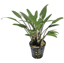 Cryptocoryne nevelli PC Aquafleur