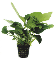 Anubias Barteri var. nana PC Aquafleur